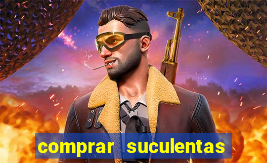 comprar suculentas direto do produtor